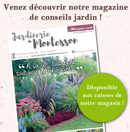 magazine-montesson-nov-21 magazine-montesson-nov-21